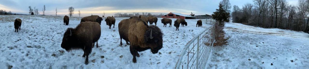 Amish Made Cedar Cabin With A Loft On A Buffalo Farm Close To The Buffalo River Marshall Exteriér fotografie